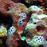 Styria Guenis Diving Center Krk
