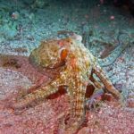 Styria Guenis Diving Center Krk