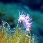Styria Guenis Diving Center Krk