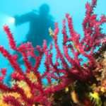 Styria Guenis Diving Center, Die Tauchbasis auf der Insel Krk