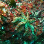 Styria Guenis Diving Center, Die Tauchbasis auf der Insel Krk
