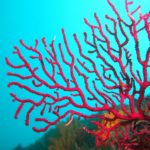Styria Guenis Diving Center, Die Tauchbasis auf der Insel Krk