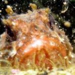 Styria Guenis Diving Center