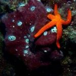 Styria Guenis Diving Center