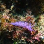 Styria Guenis Diving Center