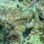 Styria Guenis Diving Center