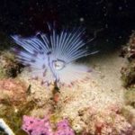 Styria Guenis Diving Center