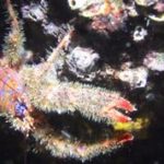 Styria Guenis Diving Center, Die Tauchbasis auf der Insel Krk