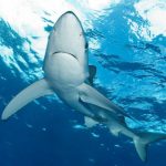 InterDive 2017